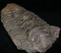 Calymene Trilobite From Morocco - Large Size #17902-2